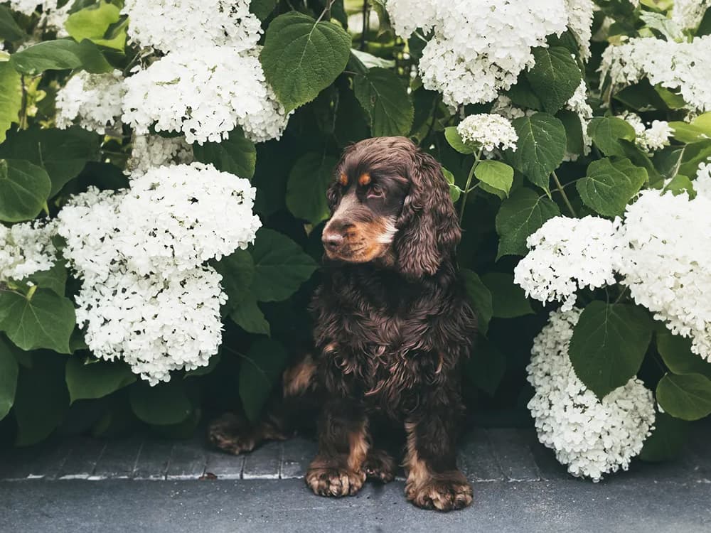 cocker spaniel in backyard