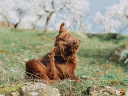 Relief for Your Dog: Discover Effective Solutions for Their Seasonal Allergies