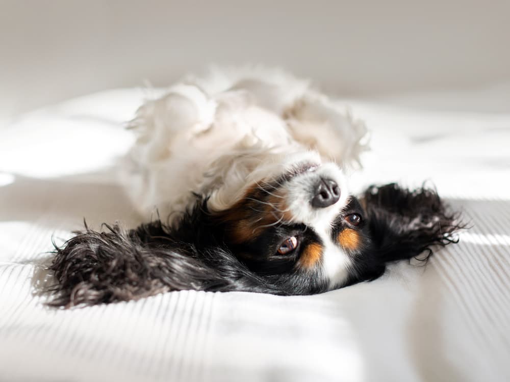 How CBD Oil May Help Dogs With Cancer