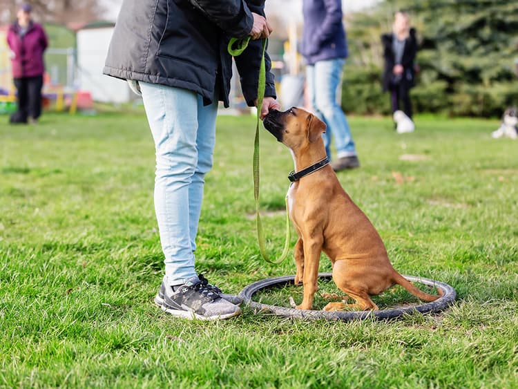 These Reinforcement Techniques in Dog Training Will Make Rules Fun for Both of You