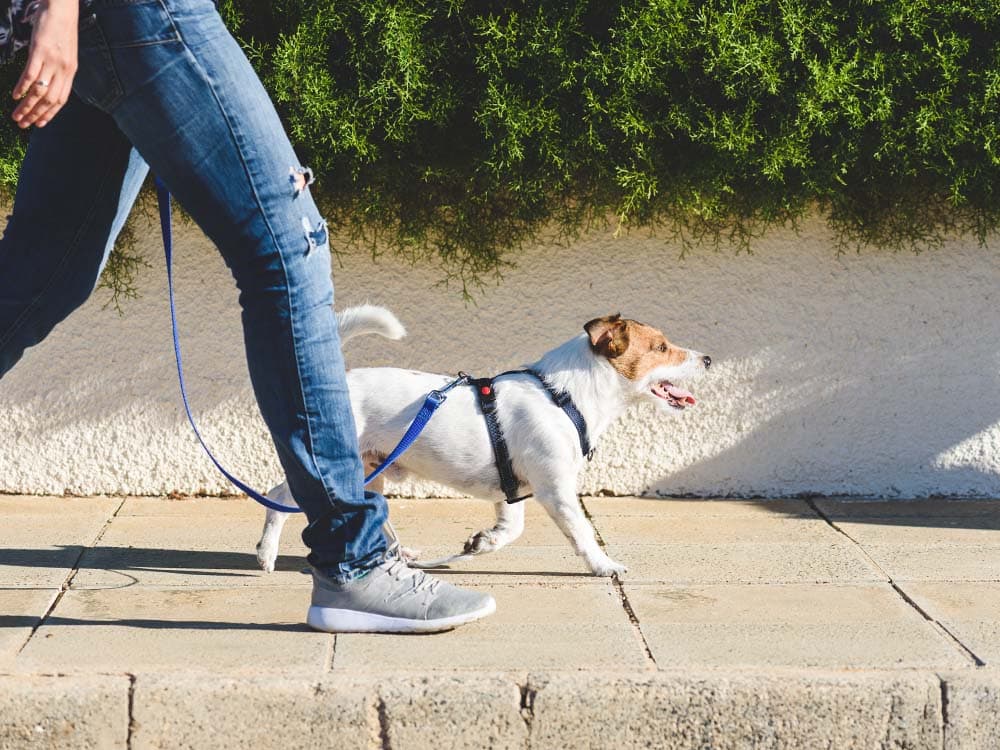 10 Tips You’ll Definitely Want to Follow When You Walk Your Dog