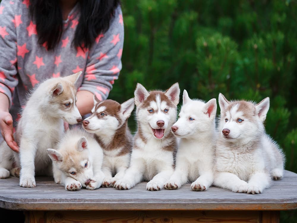 12 Red Flags You Should Watch Out For in a Dog Breeder