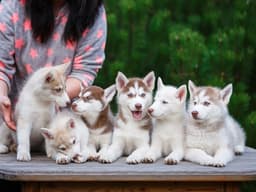 12 Red Flags You Should Watch Out For in a Dog Breeder