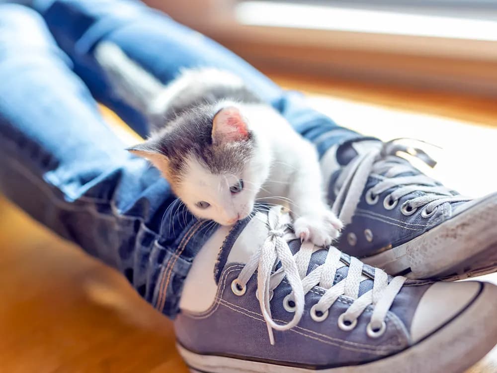 cat chewing on fabric shoes