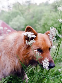 How to Tell If Your Dog Has a Tick