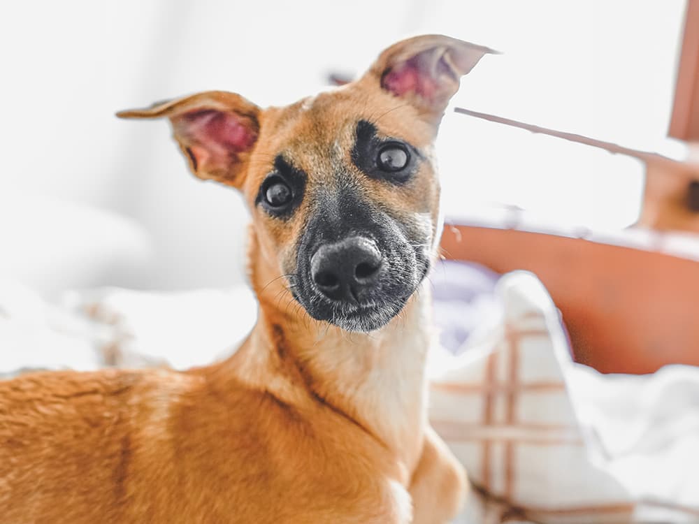 Mixed-Breed Dog