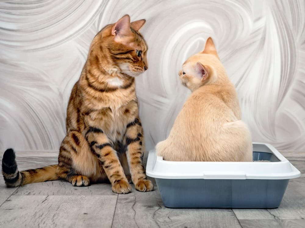 Why Do You Need So Many Litter Boxes? Guidelines to Follow