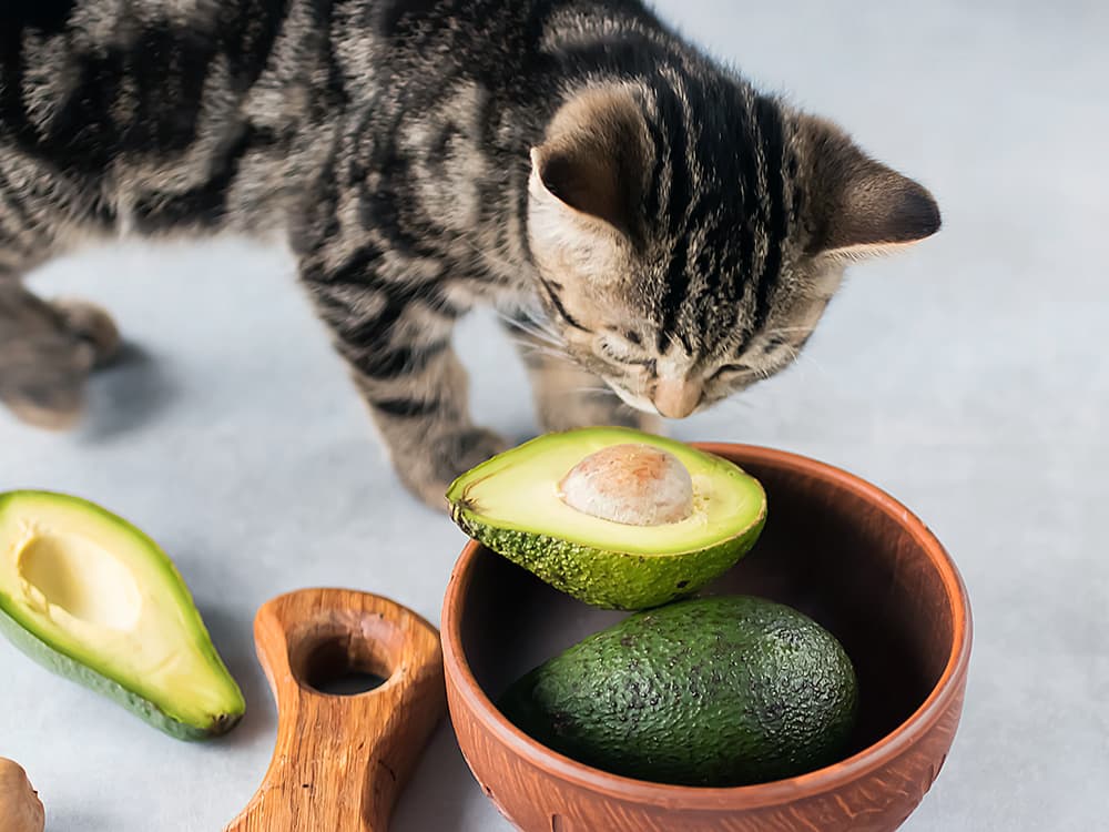 Can Cats Eat Avocados?