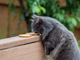 Can Cats Eat Bread?