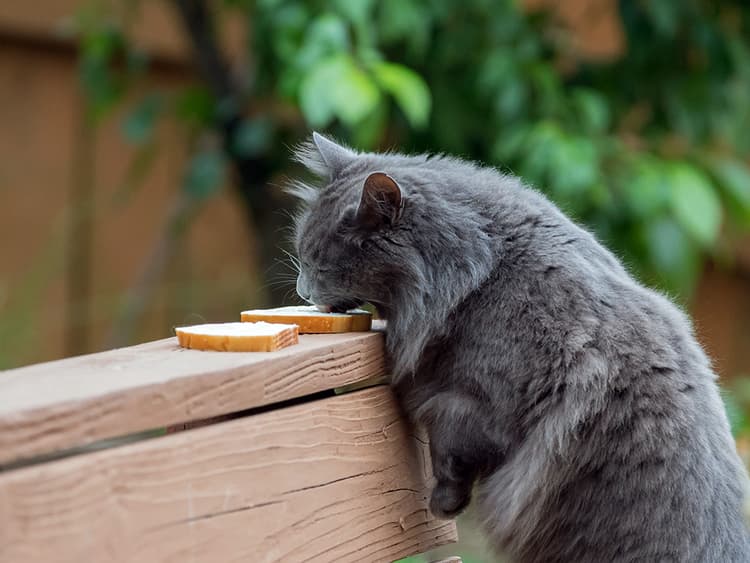Can Cats Eat Bread?