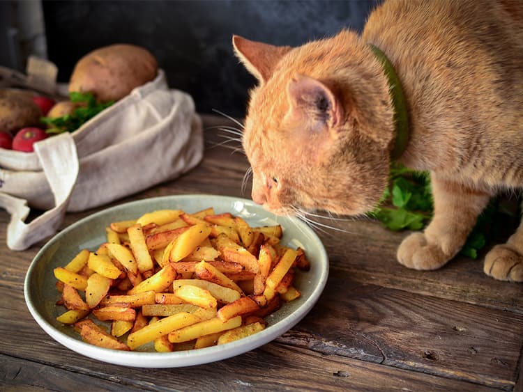 Can Cats Eat Potatoes?