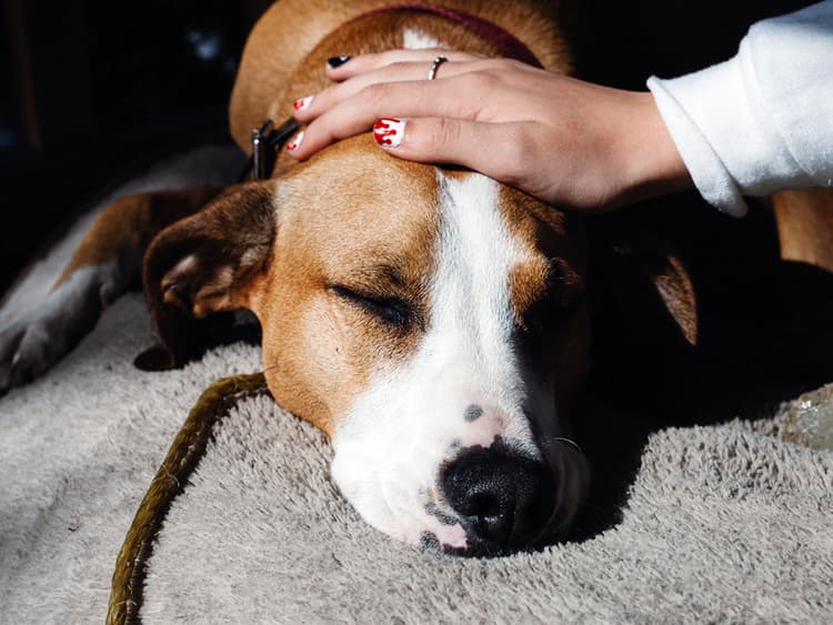 Zinc Toxicity in Dogs: Common Cents Caution for Pets