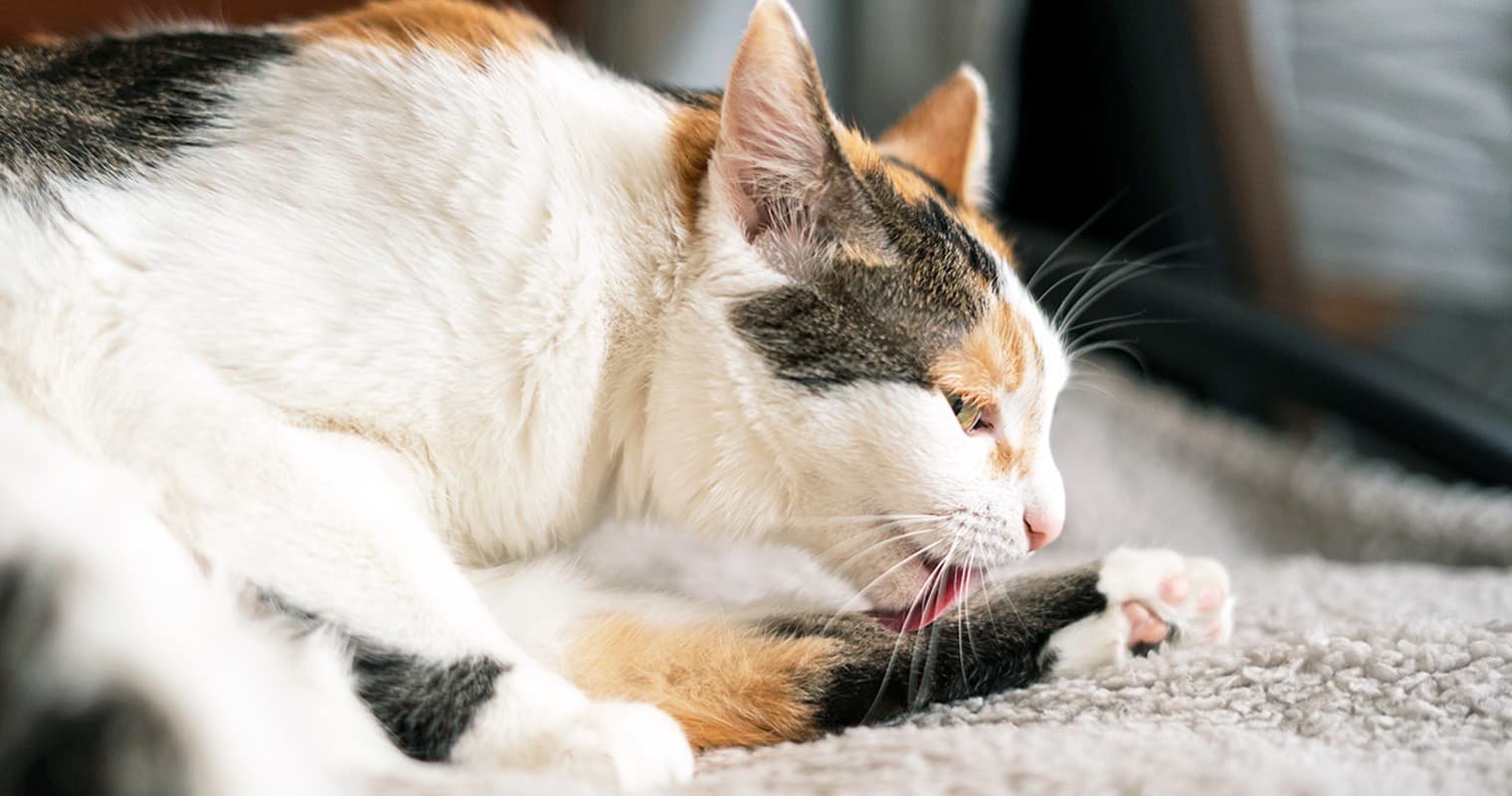 Why Does My Cat Lick Their Fur Off?