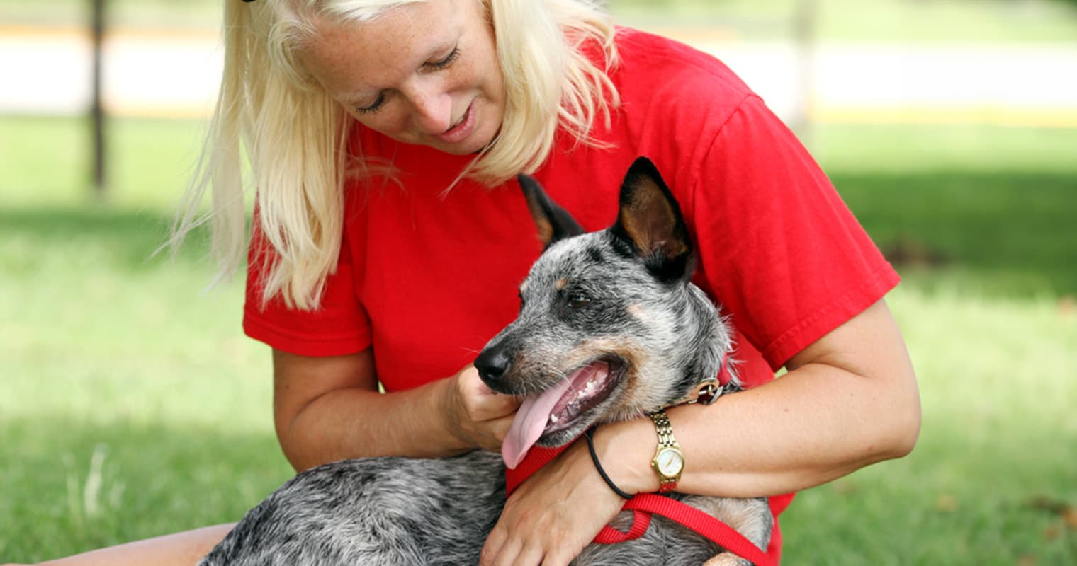 Do You Have to Pay to Rehome an Australian Cattle Dog?