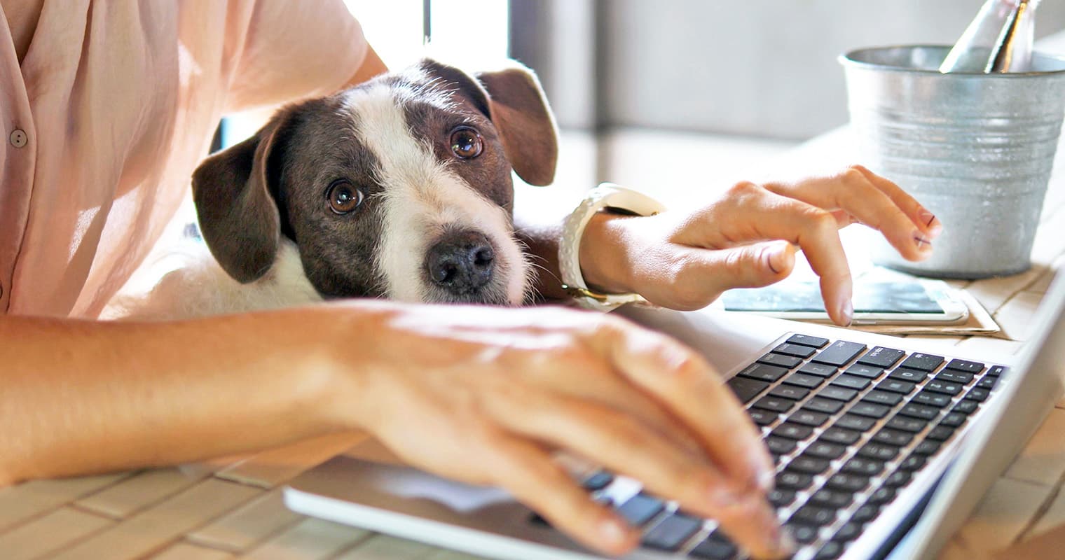 Adopting From a Private Owner? Watch for These Red Flags