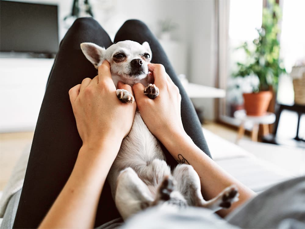 Chihuahua