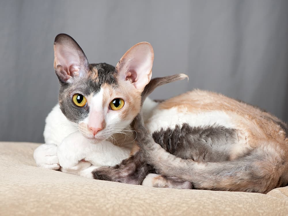 The Cat Breed-Behavior Connection