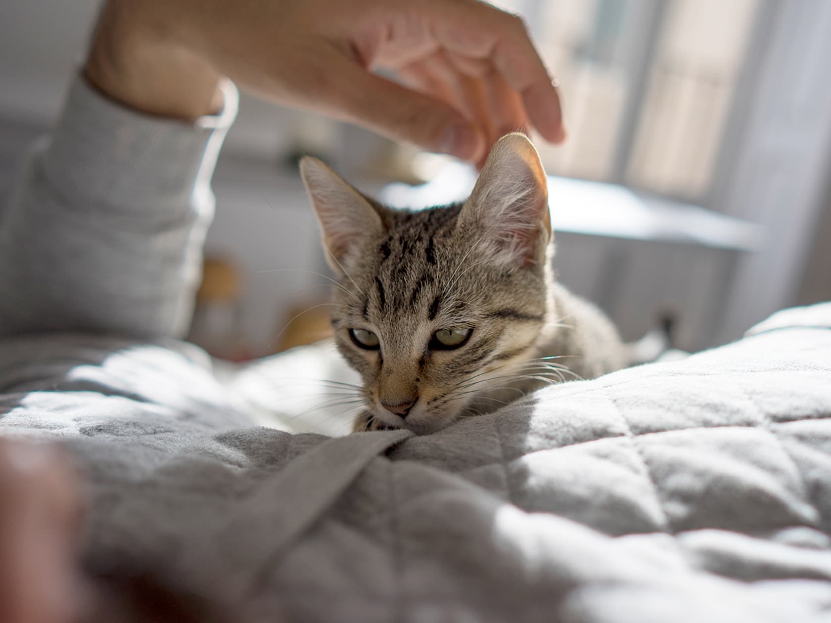 Why Does Your Cat Sleep on You? 7 Reasons and What It Means