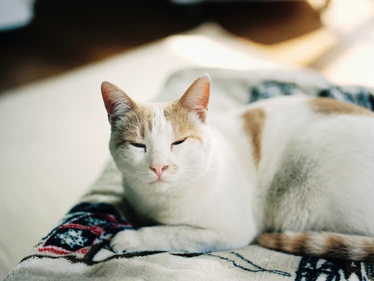 Study Says “Slow Blinking” at Your Cat Helps You Bond
