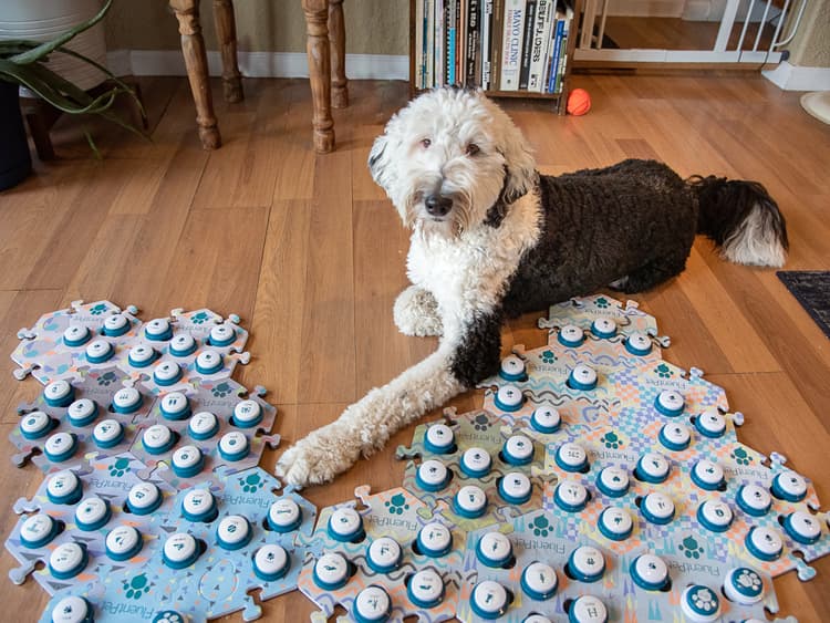 What Are Dog Communication Buttons? And How to Use Them