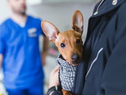 8 Things Your Veterinarian Wishes You Wouldn’t Do