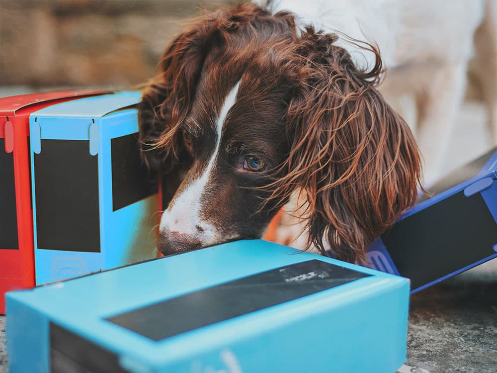K9 Nose Work Let’s You See The World Through Your Dog’s Nose