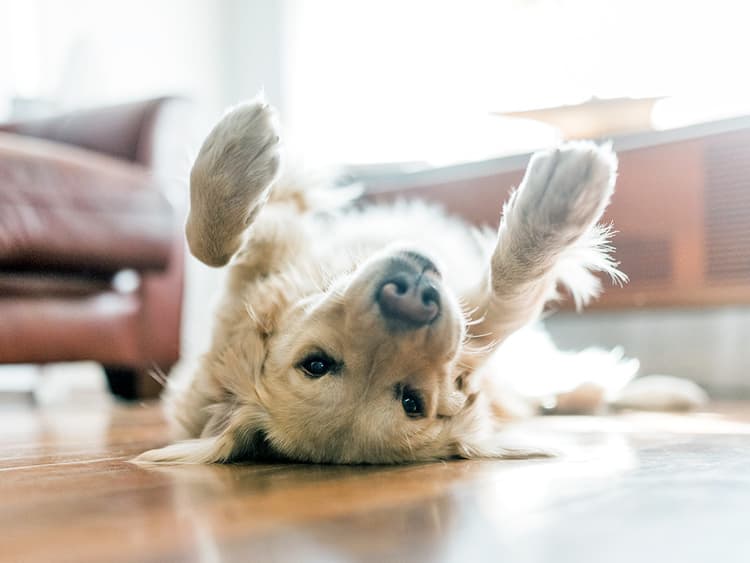 5 Reasons Your Dog Is Obsessed With Rolling Around on the Floor