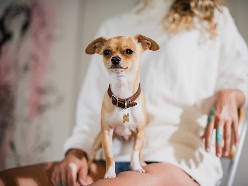 Chihuahua