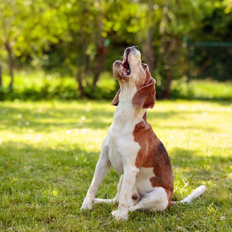 New AI Technology Can Help Decode Dog Barks