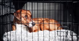 Is It Cruel to Crate a Dog at Night?