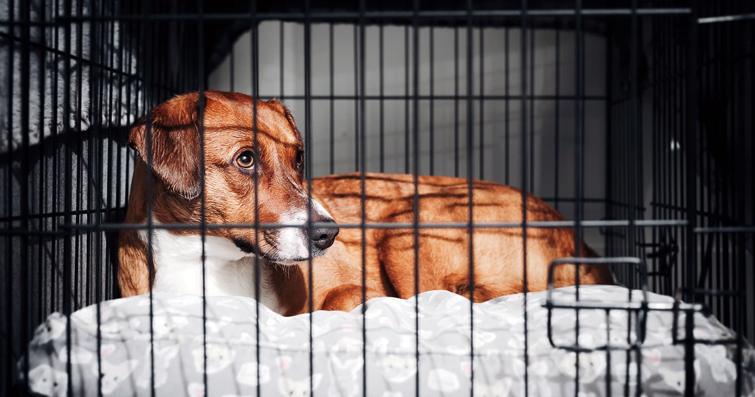 Is It Cruel to Crate a Dog at Night?