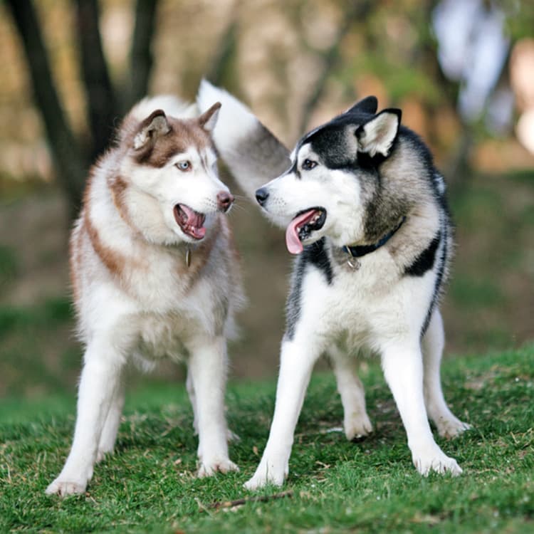 Why Do Huskies Love to ‘Argue’ With Each Other (and Their Humans)?