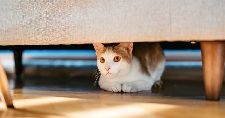 A Guide to Preparing a Cat Safe Room
