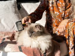 7 Grooming Tools to Help Your Cat Look Met Gala Ready