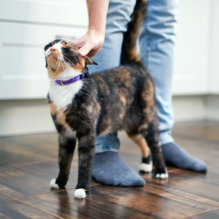 9 Things to Do Before You Leave Your Cat at Home While You’re on Vacation