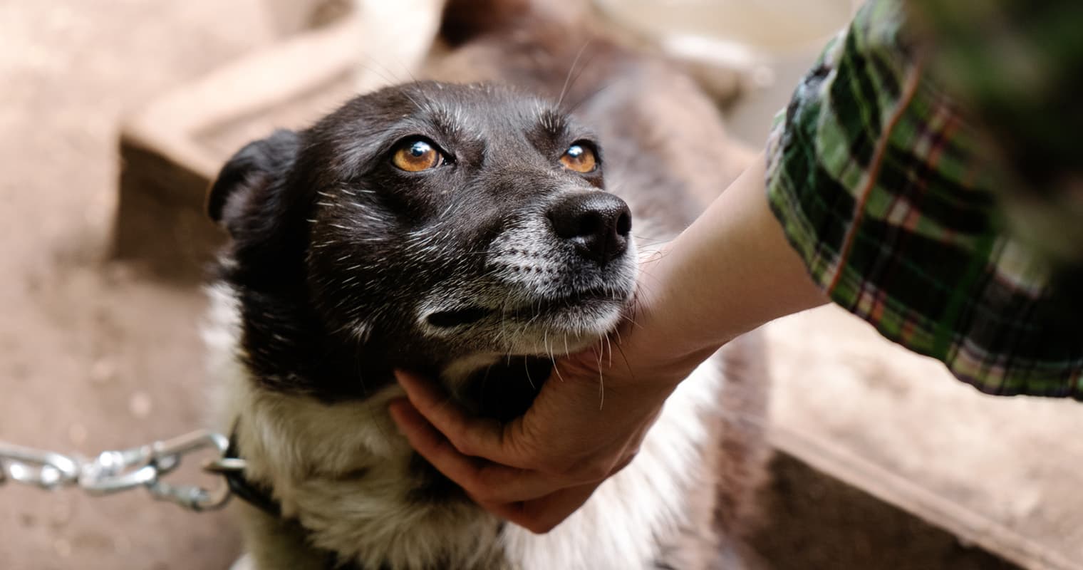 What Is Animal Cruelty (And How to Report It)