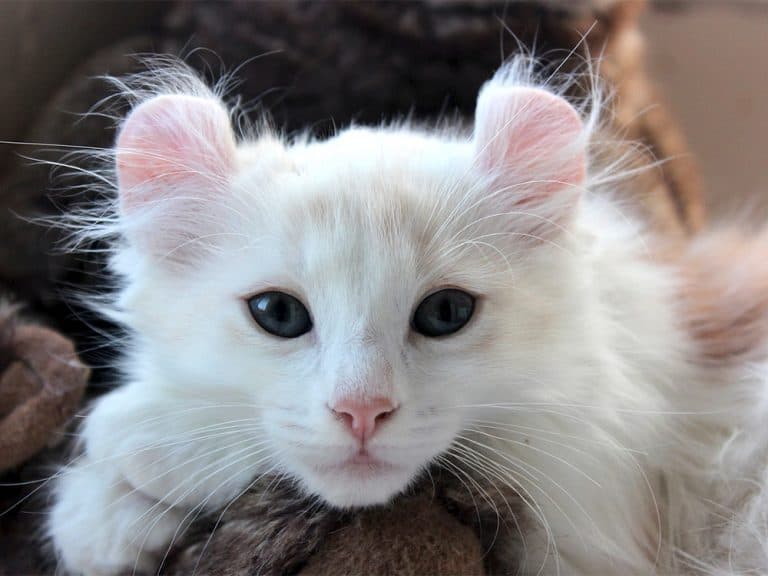 American Curl