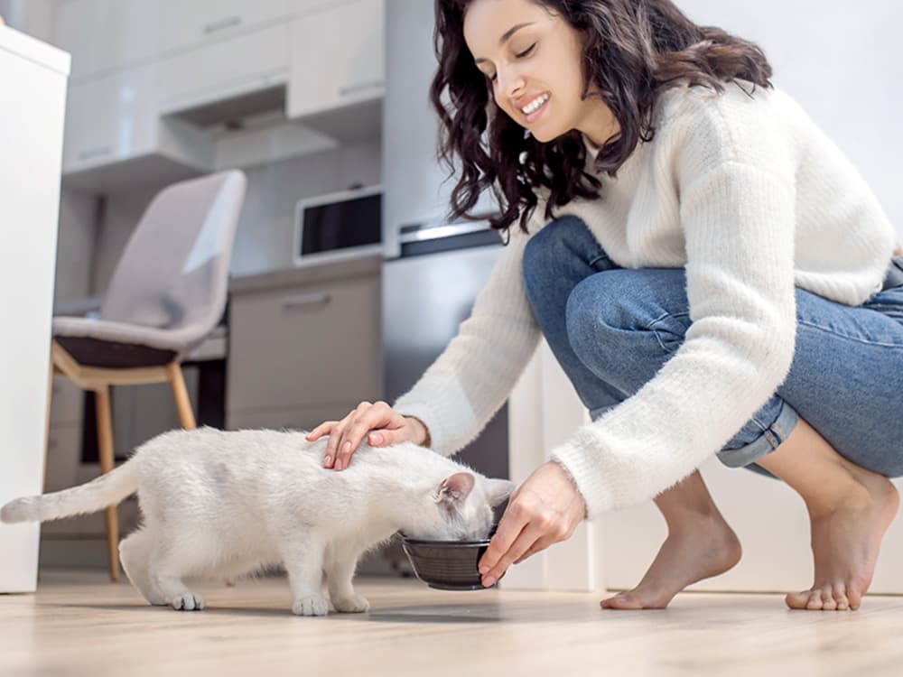 What Is the Best Feeding Schedule for Cats?