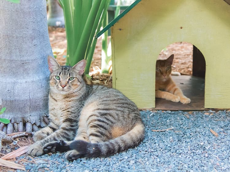 6 Facts About Polydactyl Cats