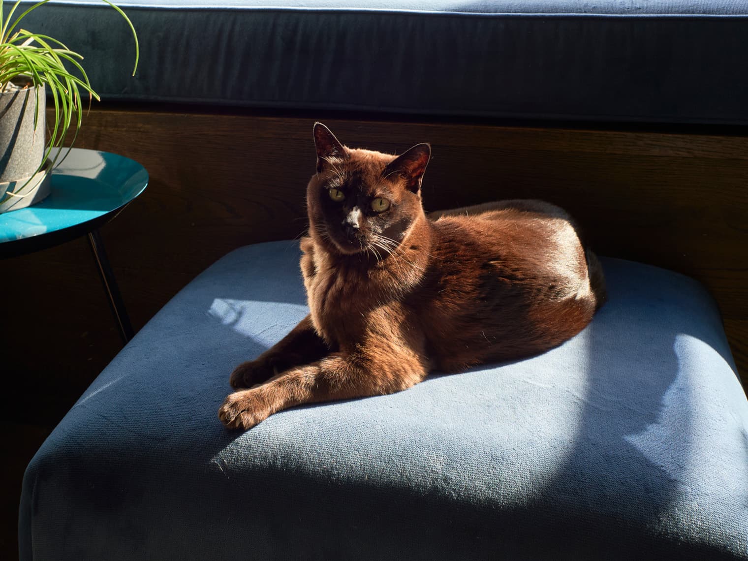 Burmese