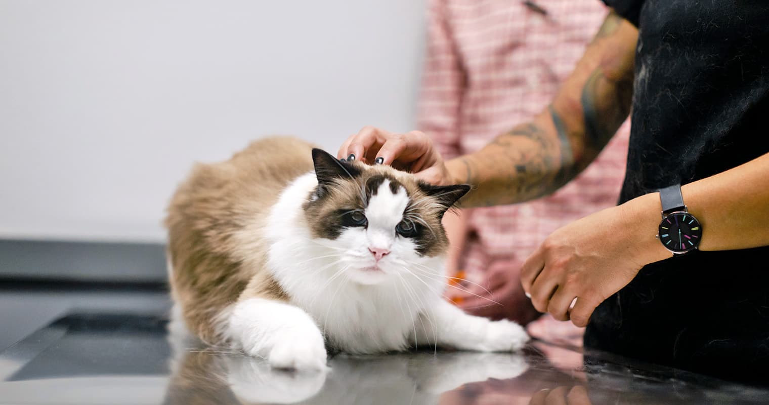 How Do Cats Get Parvo?