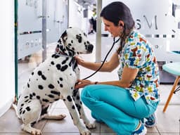 Does Your Dog Have Nightmares About the Vet? Try These 8 Tips