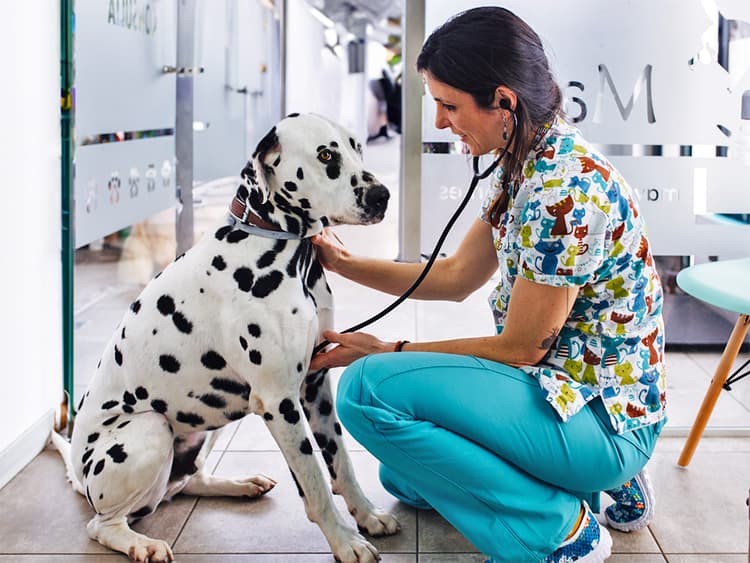 Does Your Dog Have Nightmares About the Vet? Try These 8 Tips