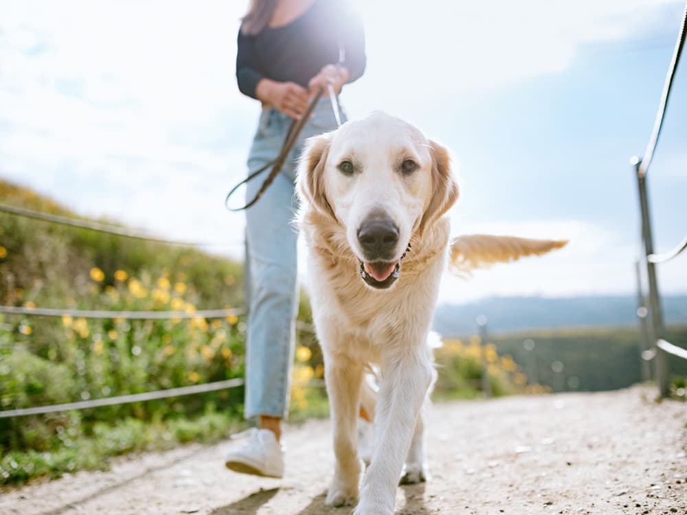 The 5 Most Expensive States to Raise a Dog—And The Cheapest, Too