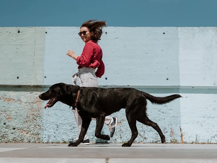 A New Drug Could Make Your Dog Live Longer