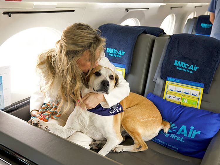 The First-Ever Luxury Airline for Dogs Is Expanding Their Route Options