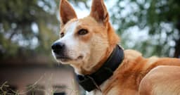 Are Shock Collars Safe for Dogs?