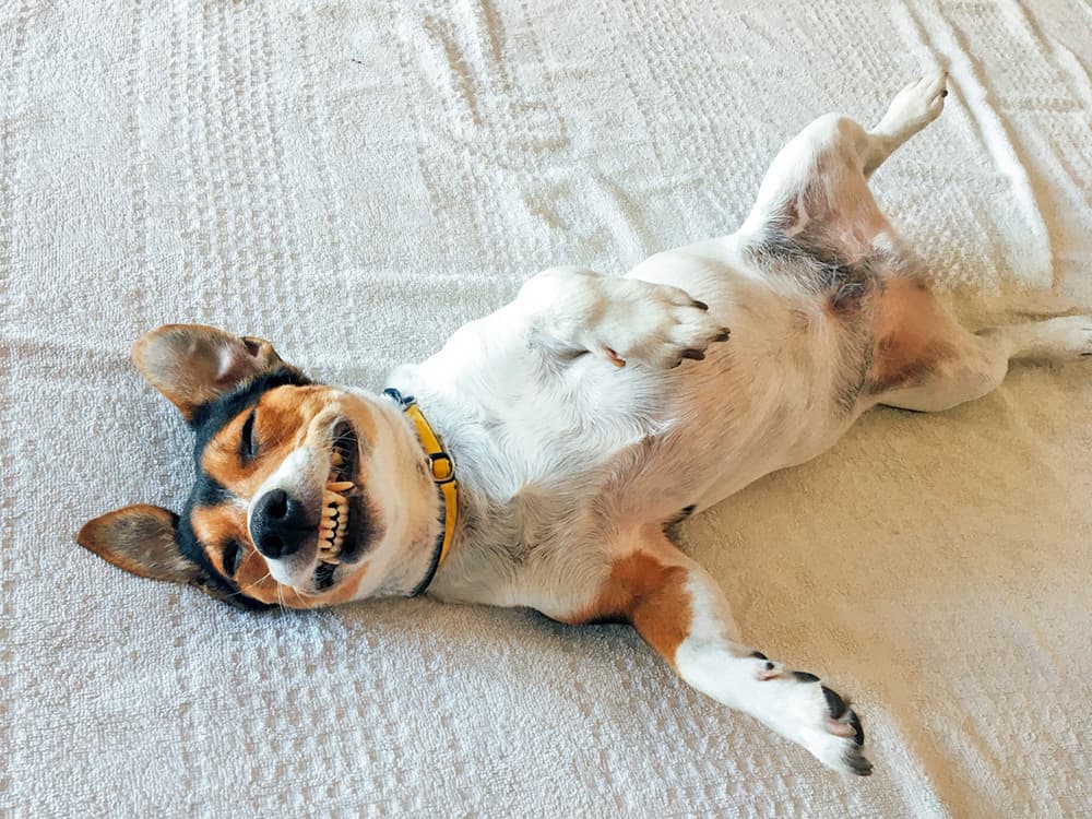 Play or Aggression? How to Interpret a Dog Who’s Showing Teeth