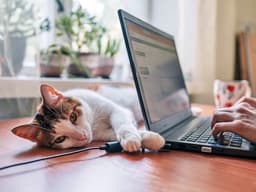 Is Your Cat Chewing Cords? Here’s What to Do About It
