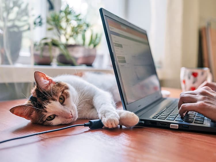 Is Your Cat Chewing Cords? Here’s What to Do About It